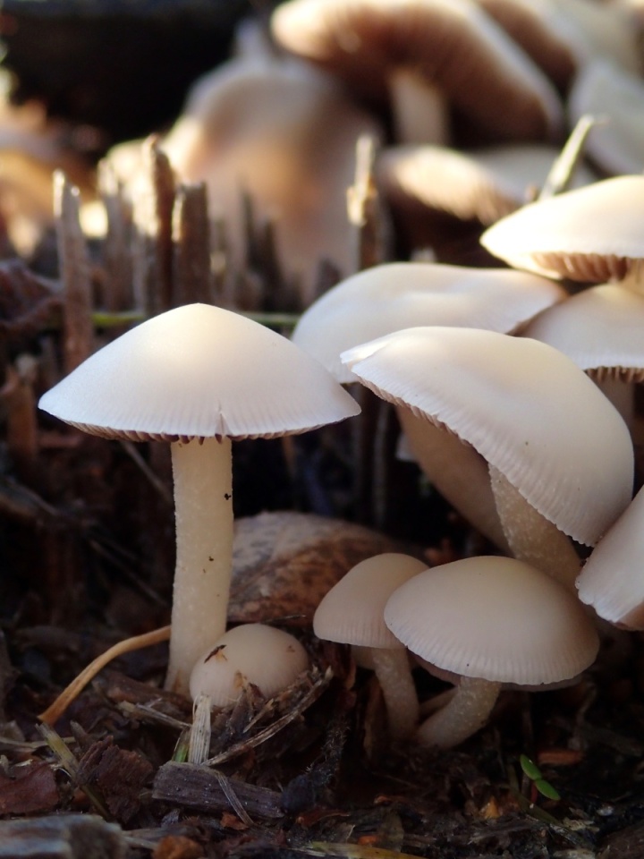 Decomposers | Santkari | Blipfoto