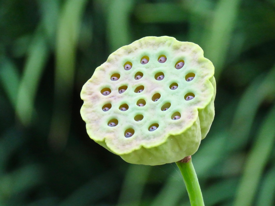 Lotus Seed Pod Trypophobics Look Away GirlWithACamera Blipfoto