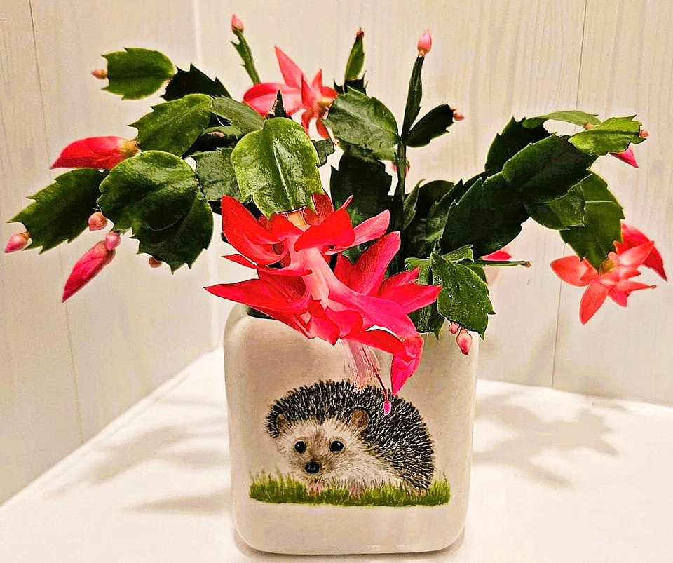 christmas-cactus-dollydoug-blipfoto