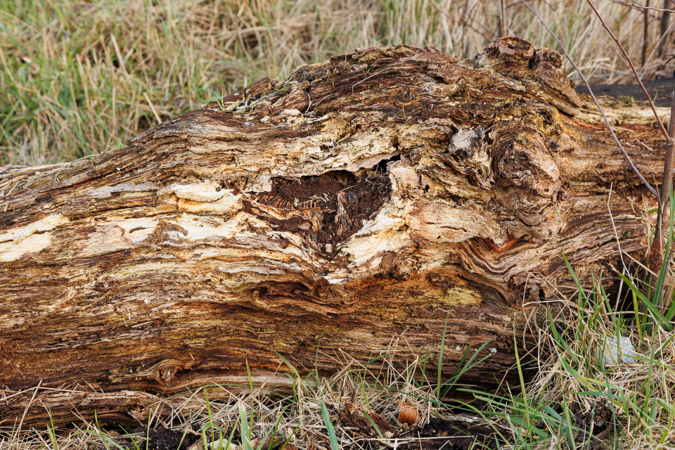 Decaying Tree Trunk | madwill | Blipfoto