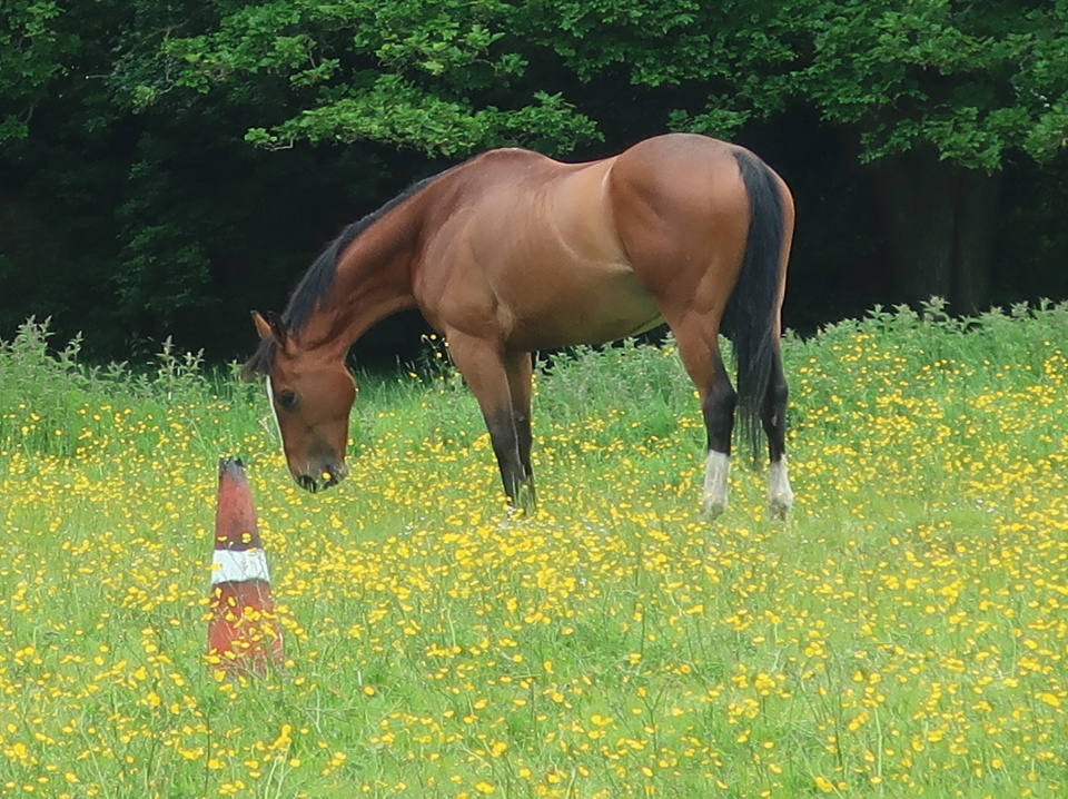 Horse and buttercups. dollydoug Blipfoto