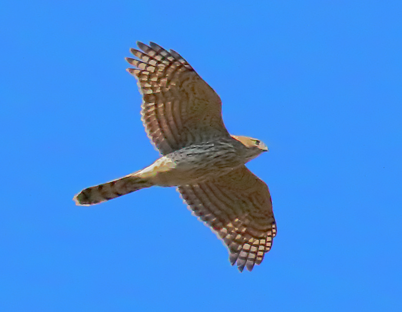 Cooper's Hawk and Osprey in Flight | VandeGraaff | Blipfoto