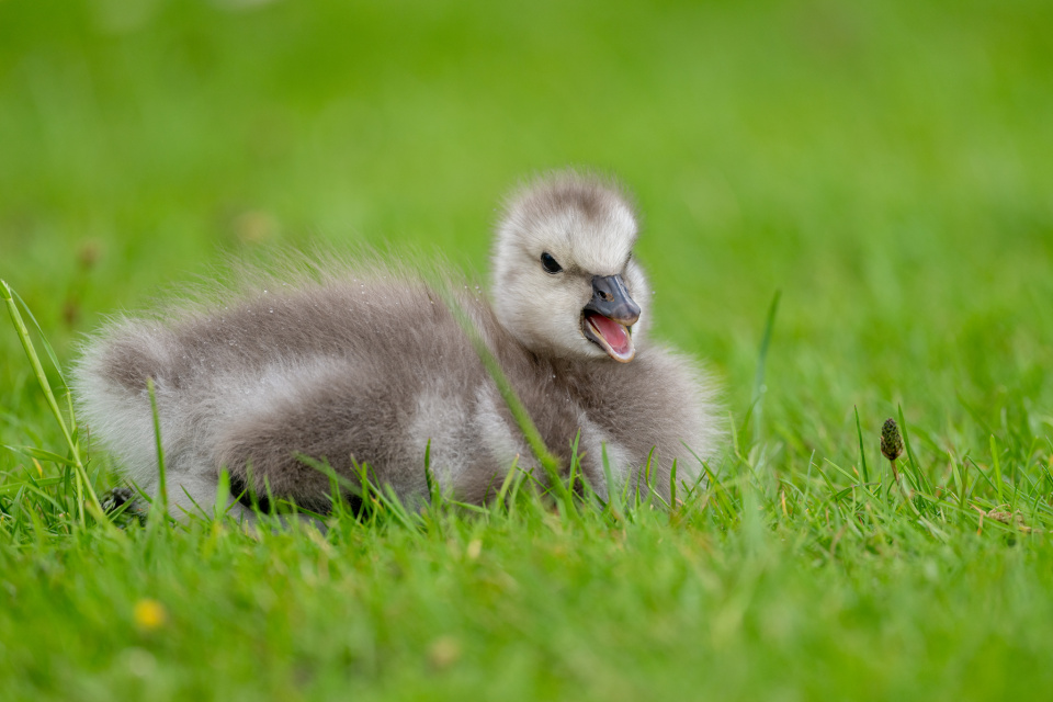 Barnacle Goose gosling | NickyR | Blipfoto