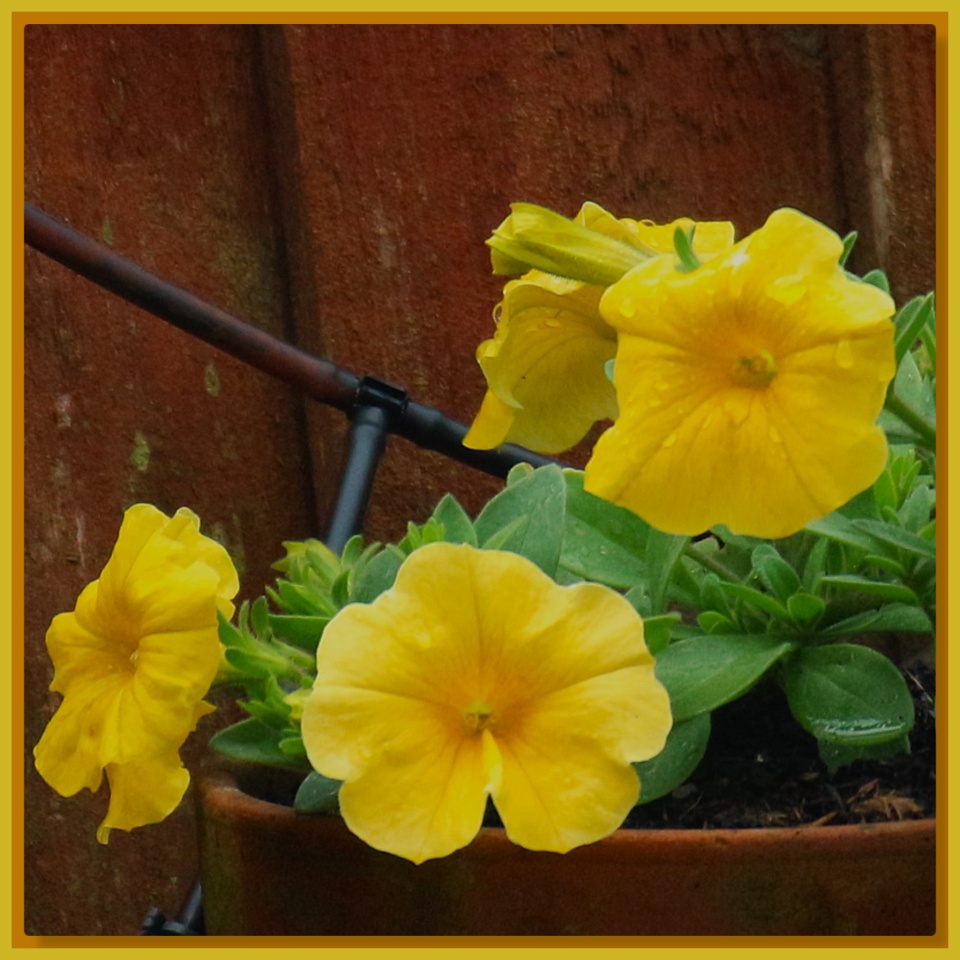 Flower Friday - Primulas | craftylady | Blipfoto