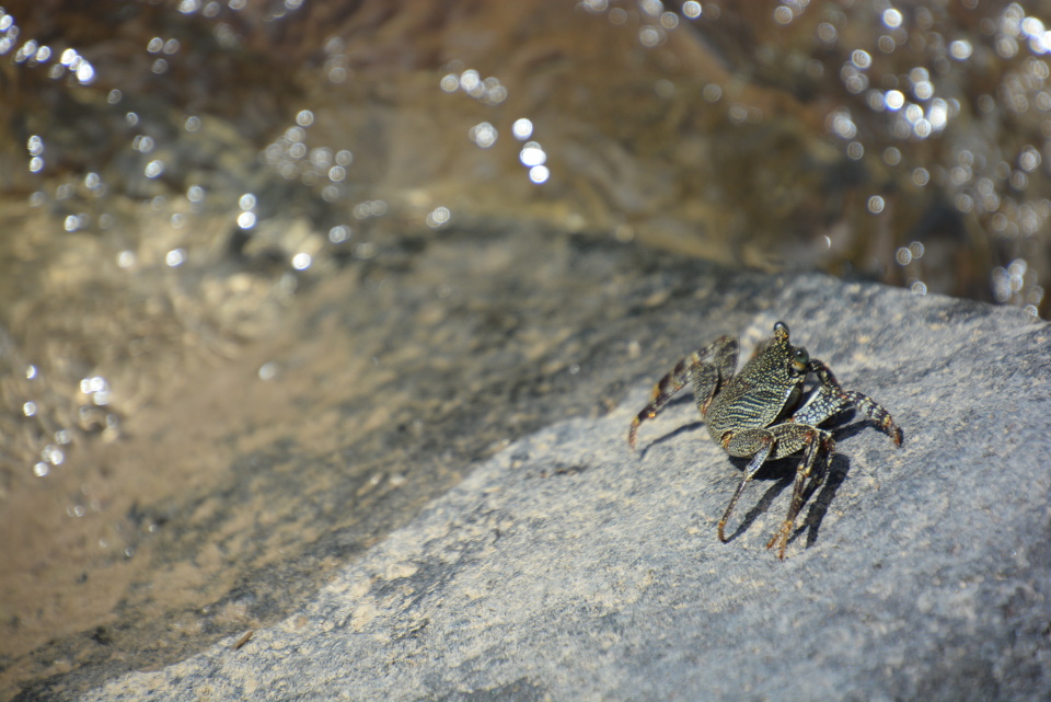 Aama crab | USAHIhifriends | Blipfoto