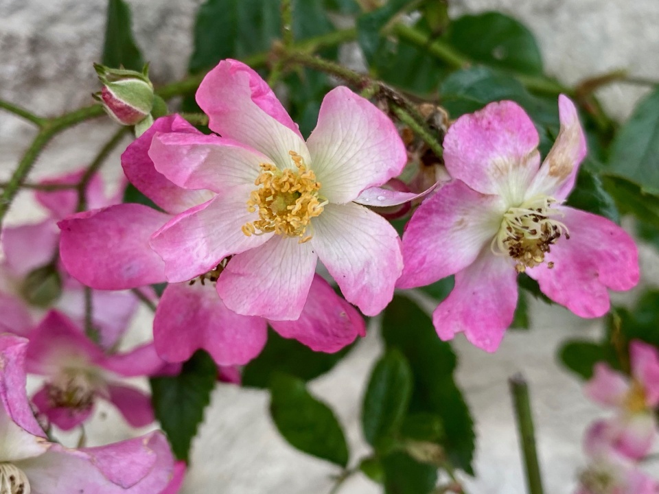 Dog rose PAR1 Blipfoto