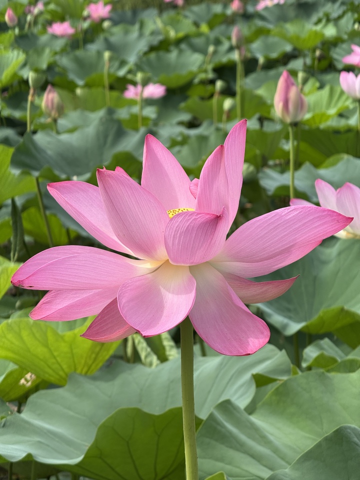 Lotus Time Alsacienne Blipfoto lotus-time-alsacienne-blipfoto