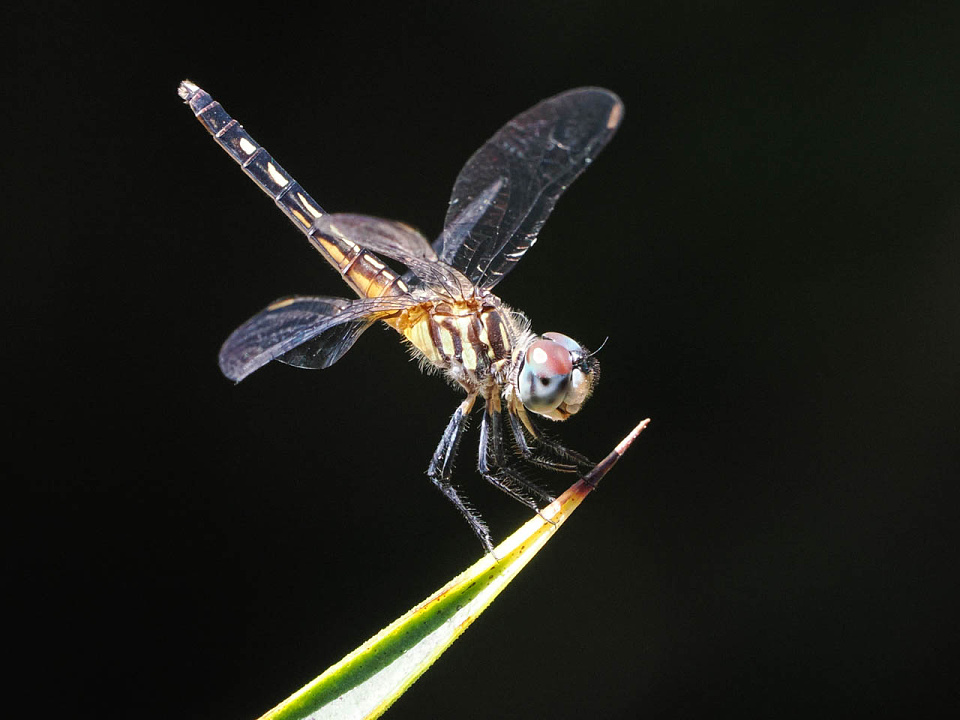 Insect-Eating Machine... | maura143 | Blipfoto