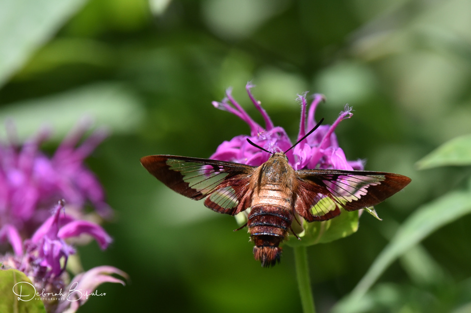 Pollinator Week - Hummingbird Clearwing Moth | dbifulco | Blipfoto