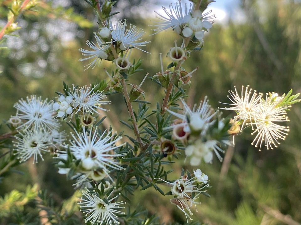 Tick Bush Flowers | SeriousFrolic | Blipfoto