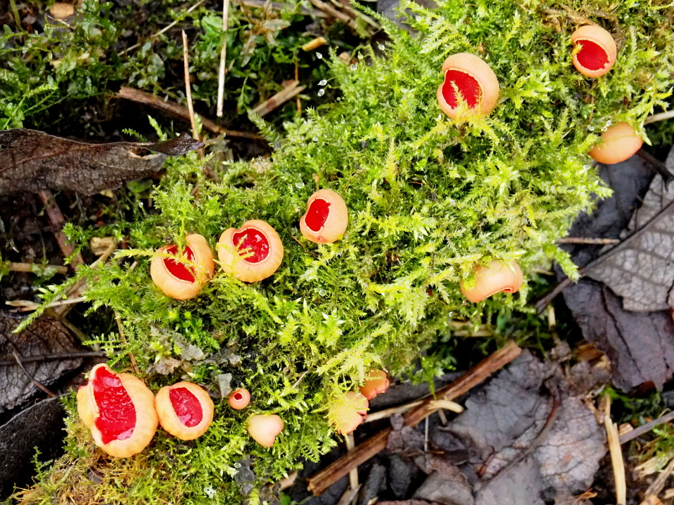 Scarlet elfcups Dancersend Blipfoto