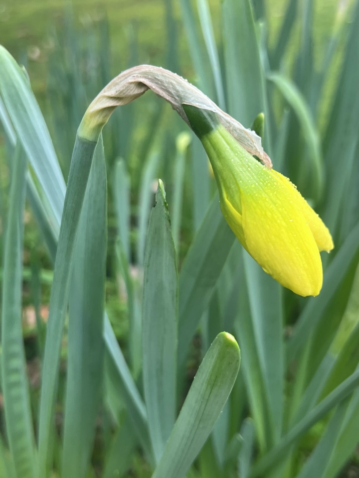 A ray of sunshine.. nangee Blipfoto