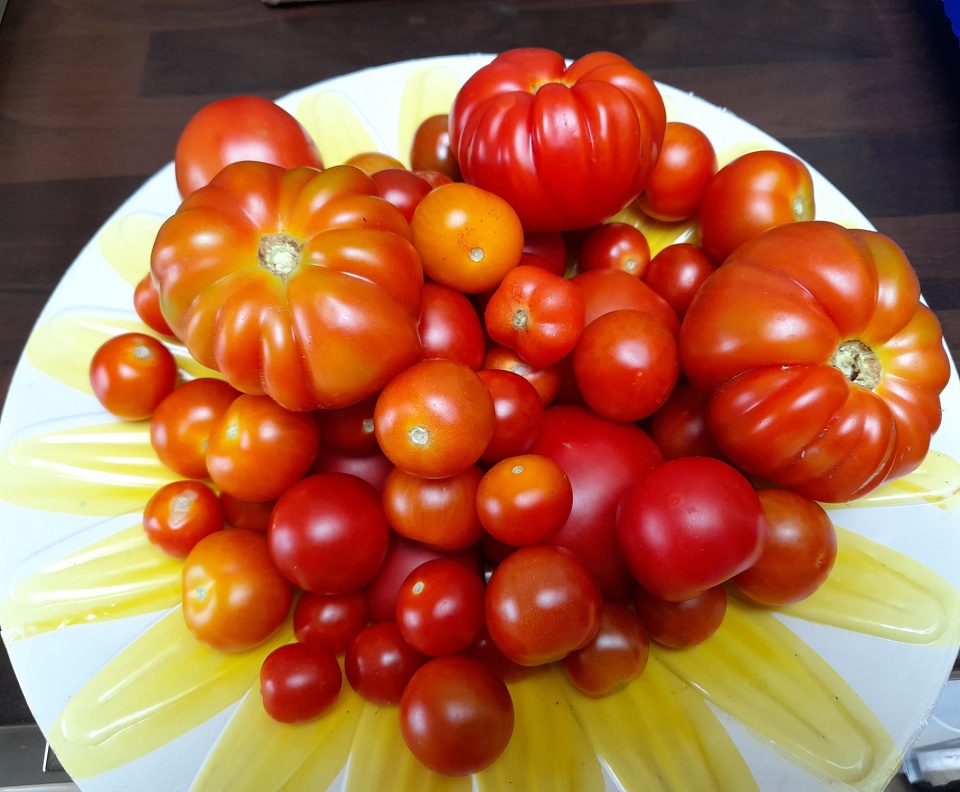Tomatoes. sunflower Blipfoto