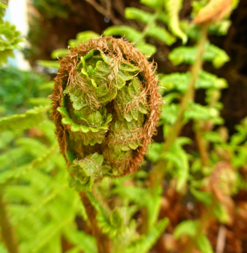 Fiddlehead ferns... | Skyegirl | Blipfoto