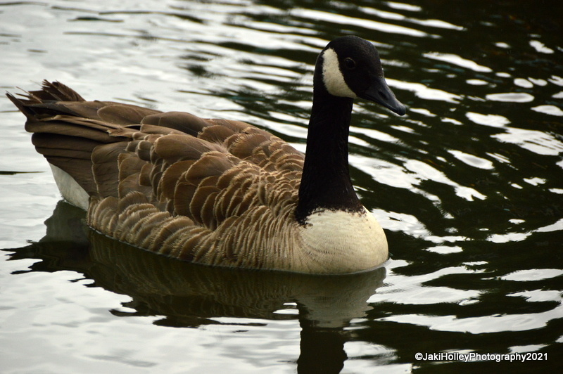 Goose on the Canal | ThingsBeautiful | Blipfoto