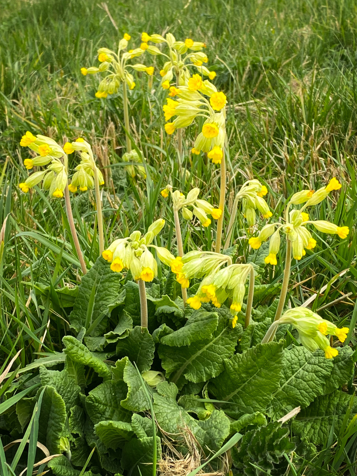 Cowslips | Incredibish | Blipfoto