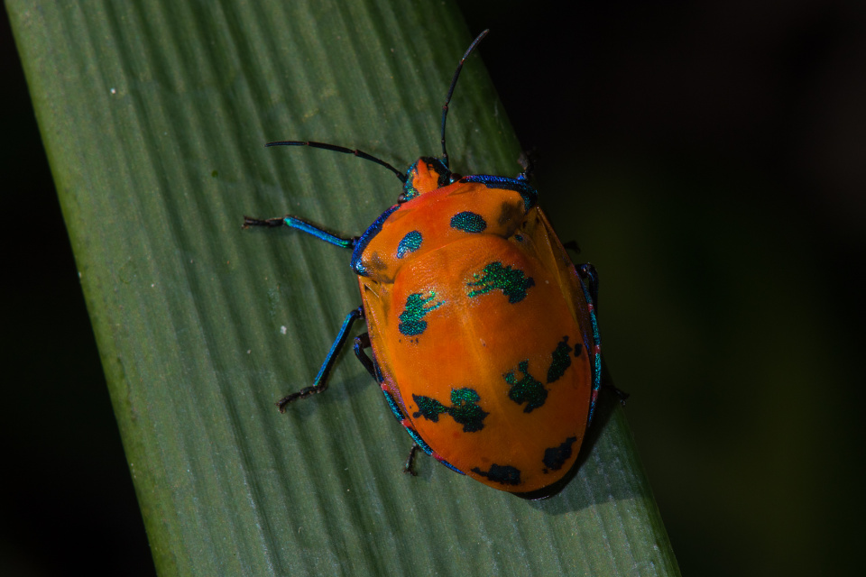 Glitter Bug jensphotos Blipfoto