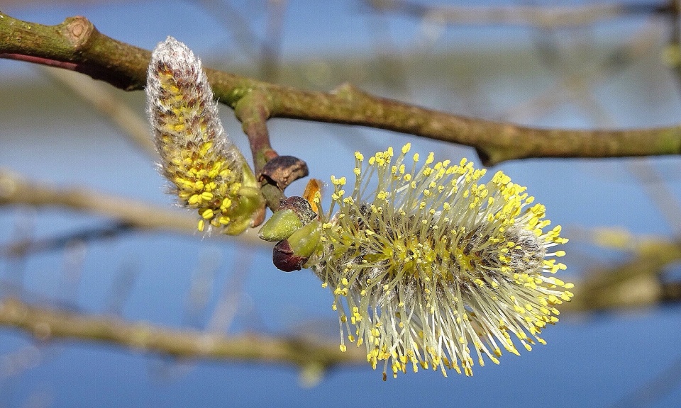 catkins-meconopsisblue-blipfoto