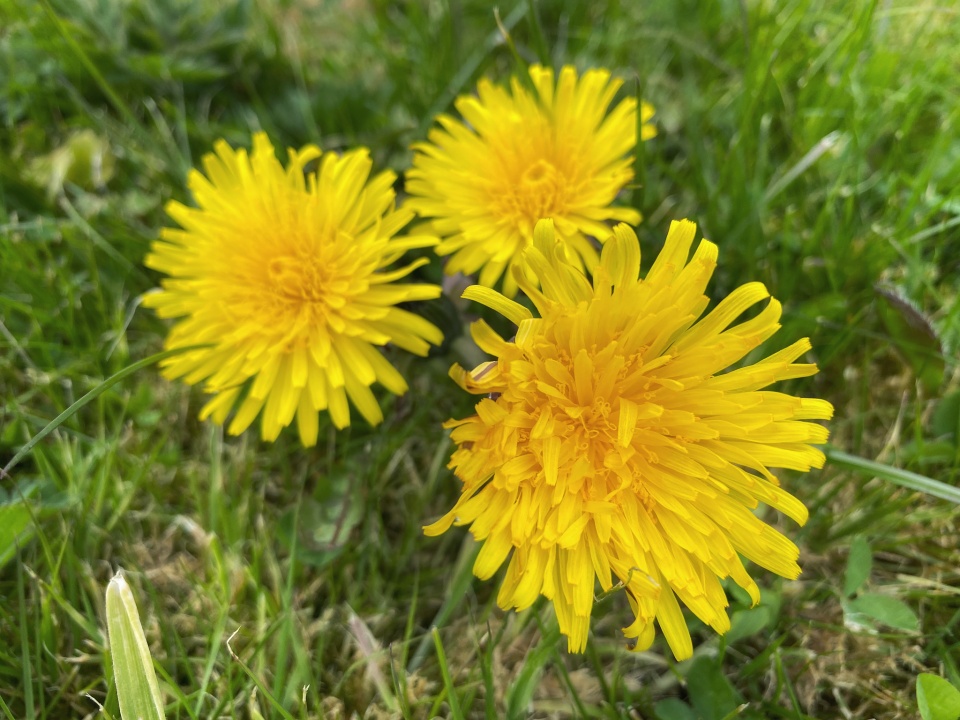 Dandelion Season | Nicpic | Blipfoto