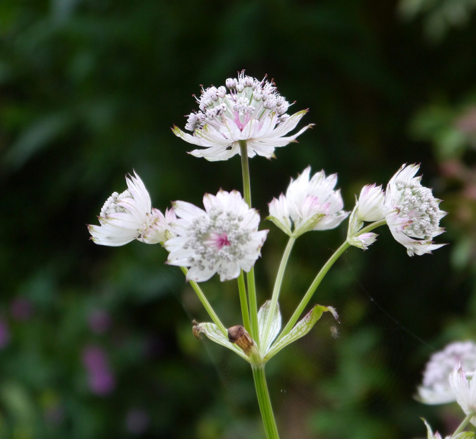 Astrantia, with spider | bassrockbob | Blipfoto