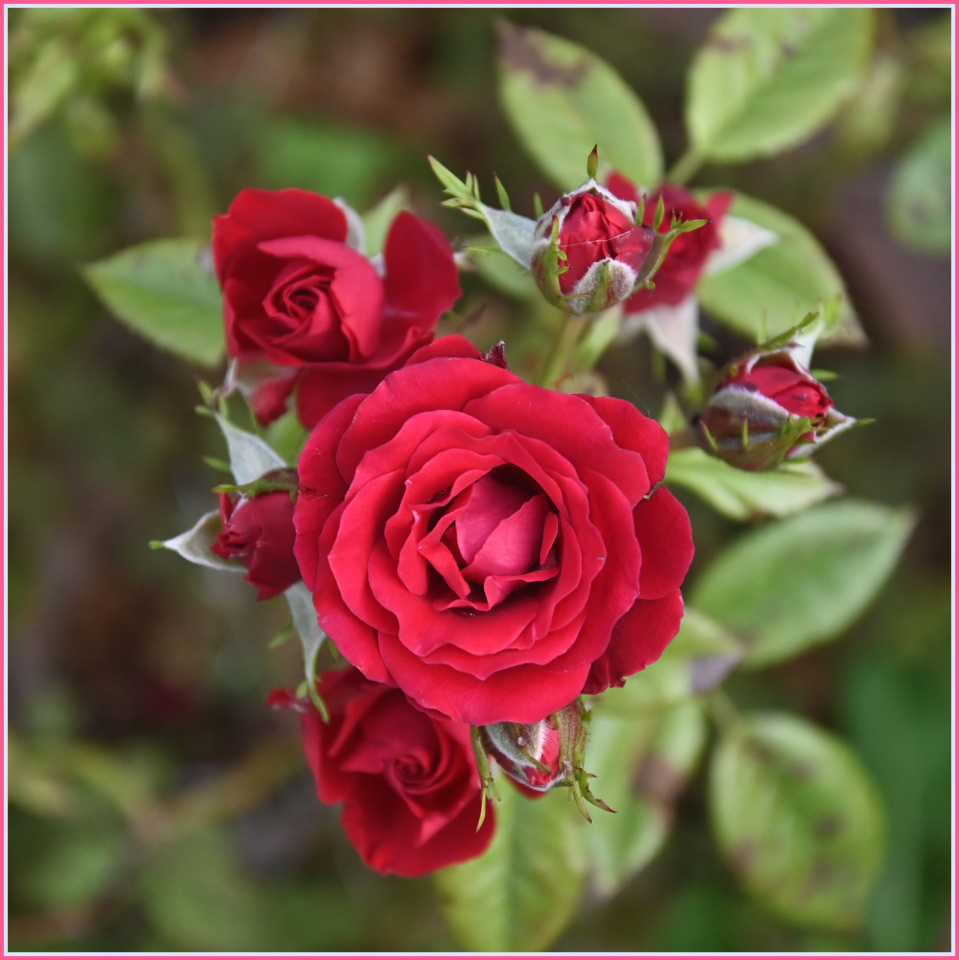 small rose | PurbeckDavid49 | Blipfoto