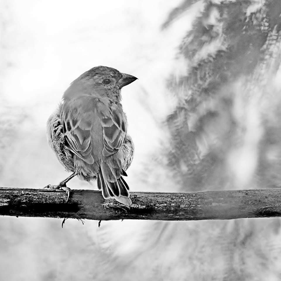 Mono Monday . . . Mono Birds | V1k1 | Blipfoto