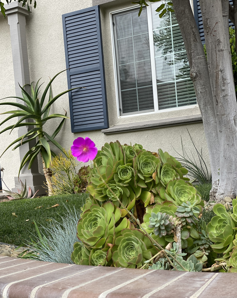 CALANDRINIA spectabilis: Rock Purslane | simisue | Blipfoto