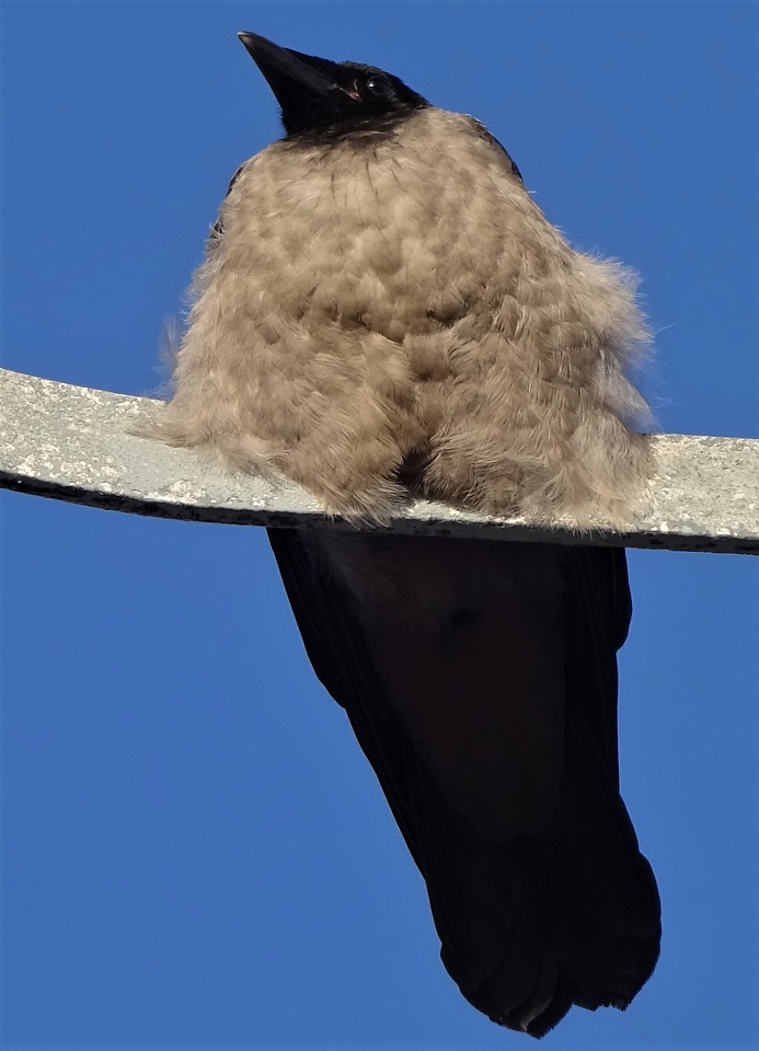 Hooded Crow Juvenile Ellyjay Blipfoto