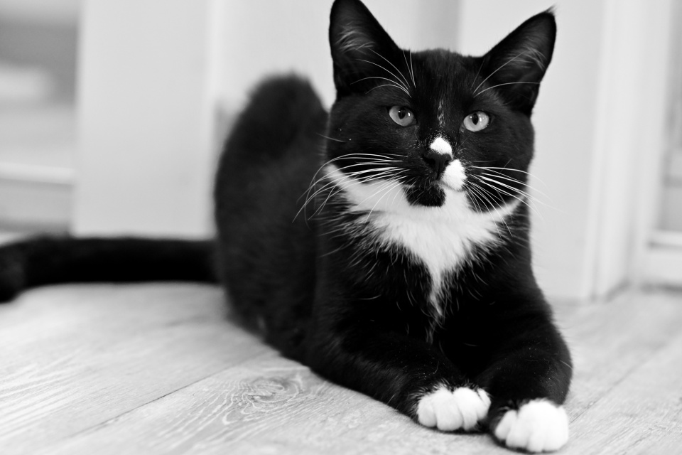 black-white-deborahlarson9-blipfoto