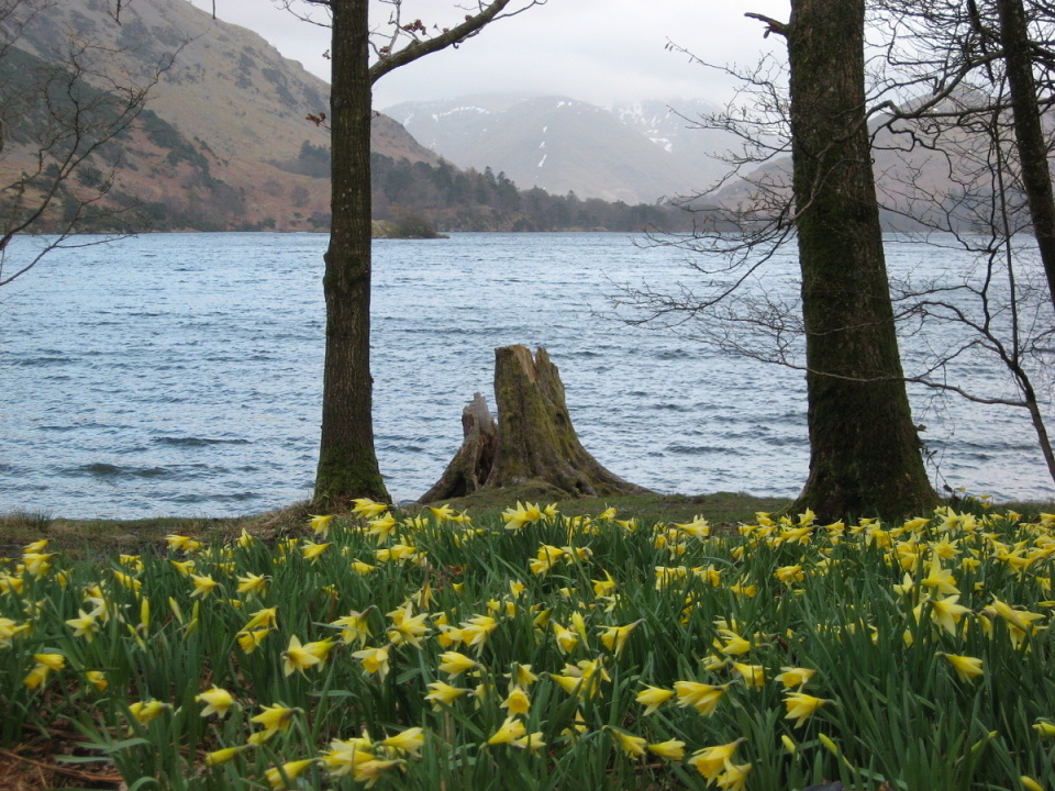 Ullswater daffodils (Narcissus pseudonarcissus) SpotsOfTime Blipfoto