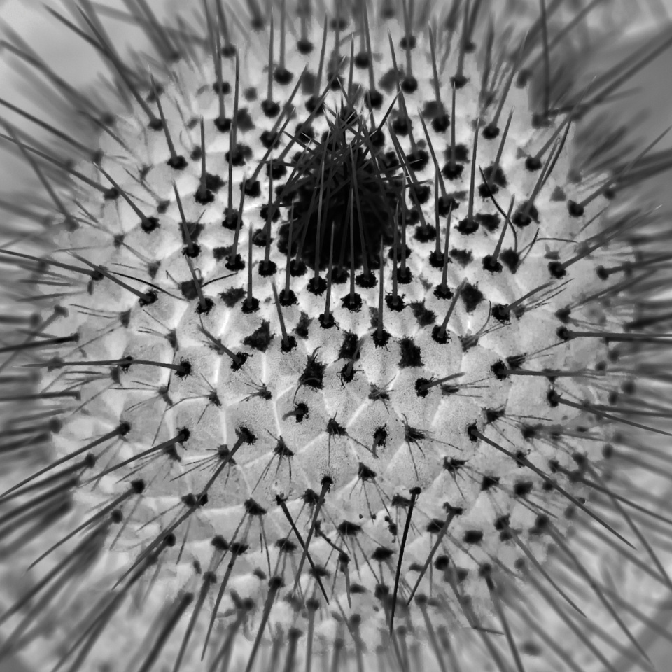 Xeric Shrubland Plant Picturemull Blipfoto