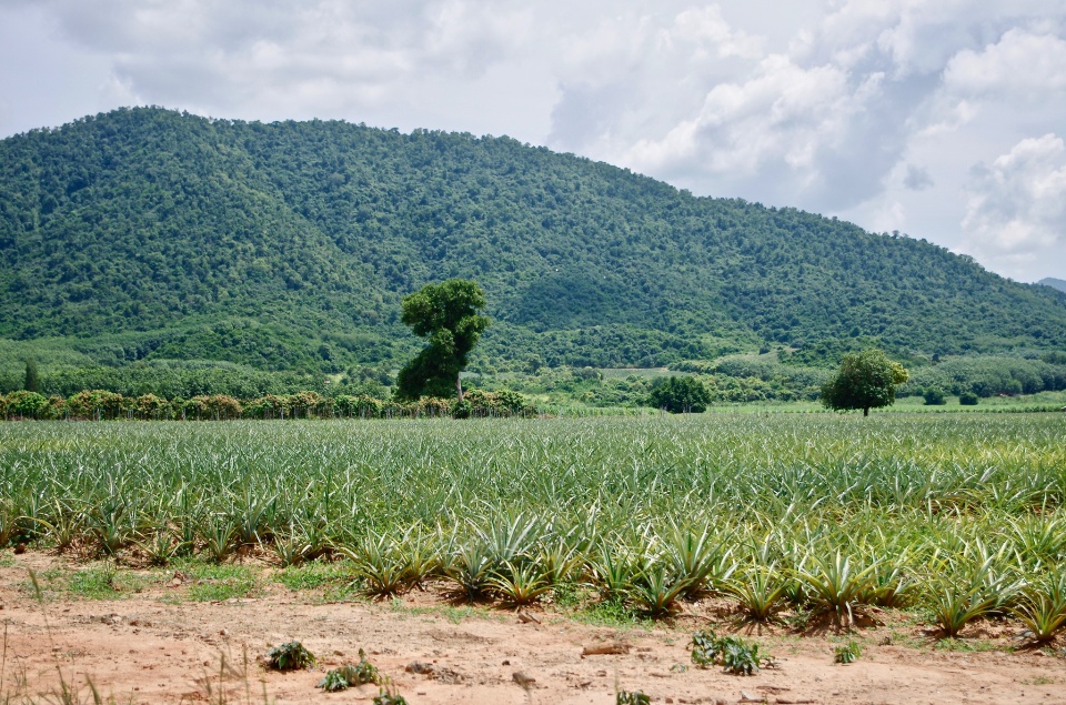 Pineapple Plantation | Chrismate | Blipfoto