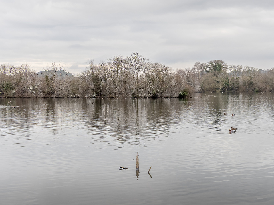 Roosting Cormorants AH14 Blipfoto