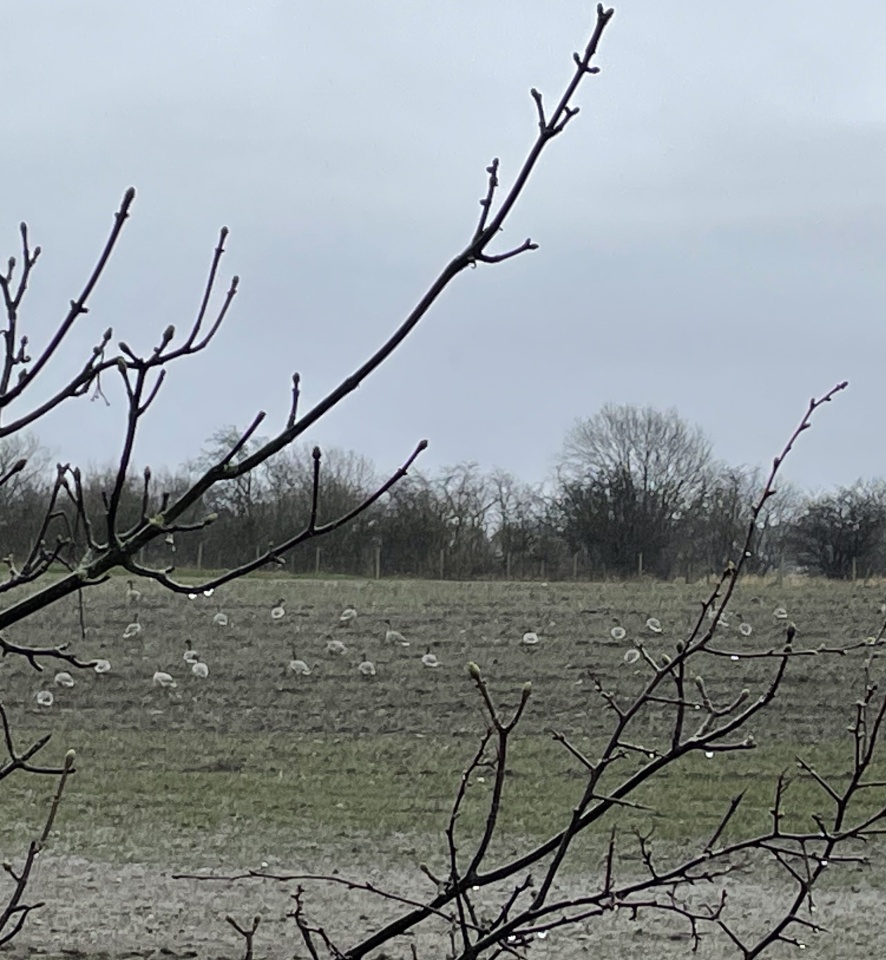 Goose Gathering | FiFife | Blipfoto