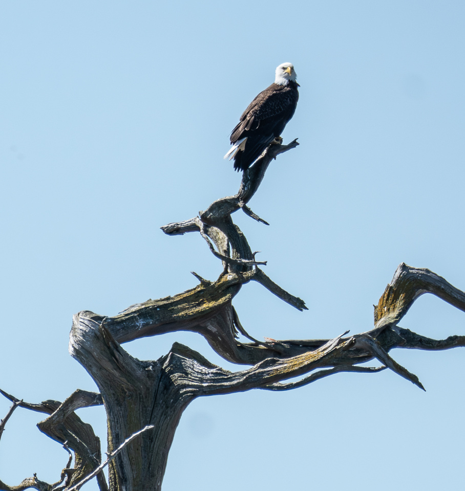 On The Ballingall Islet 