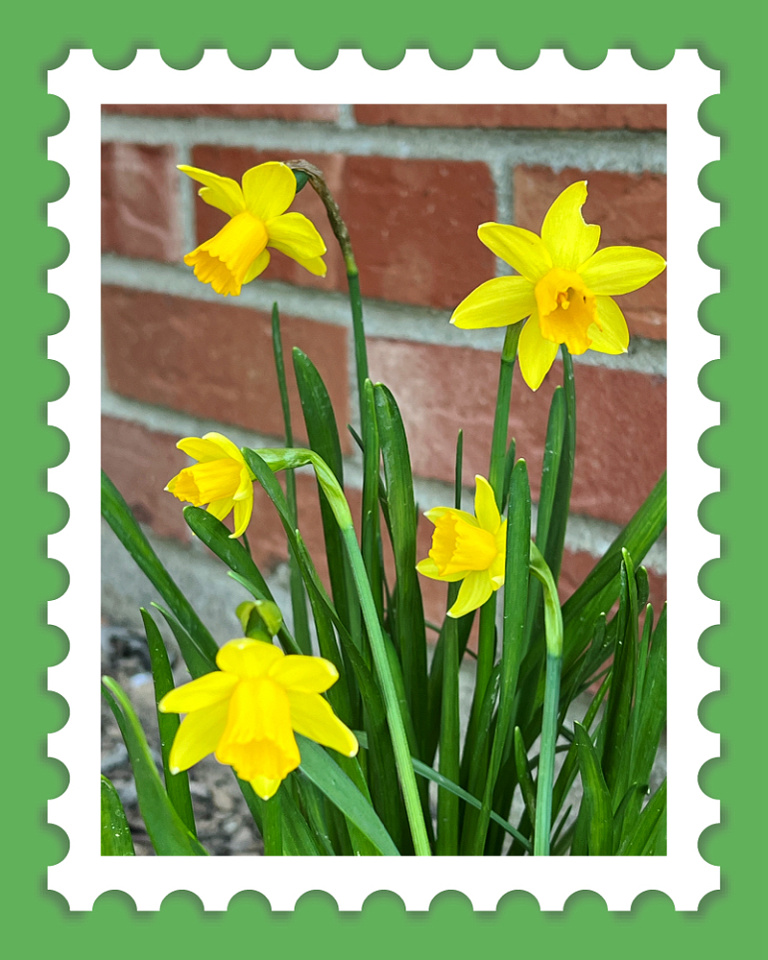 Tiny Narcissus Grammy Blipfoto tiny-narcissus-grammy-blipfoto