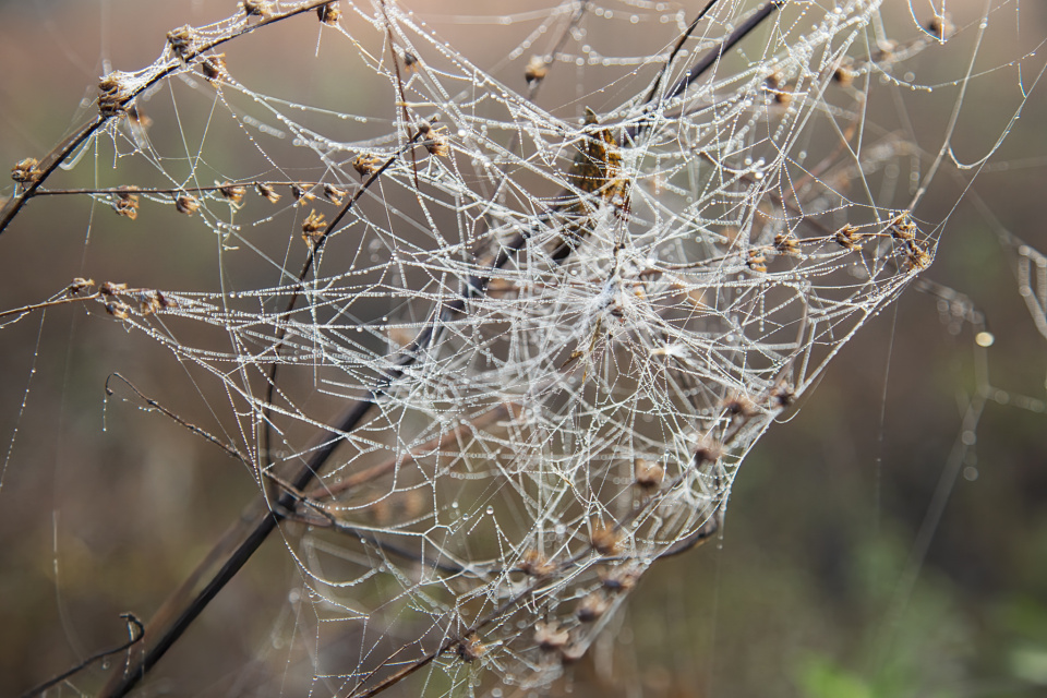 Wacky Web | bugsman | Blipfoto