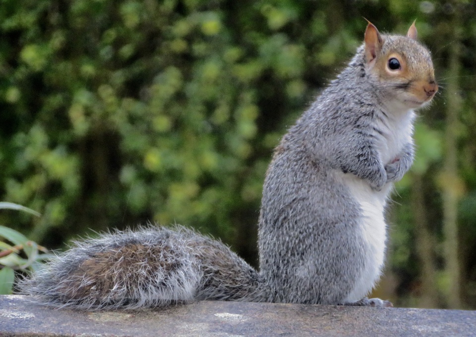 WET SQUIRREL. Larchlea Blipfoto