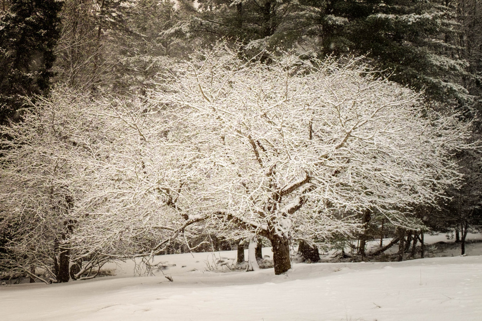 Snowflakes white apple tree из какого фильма