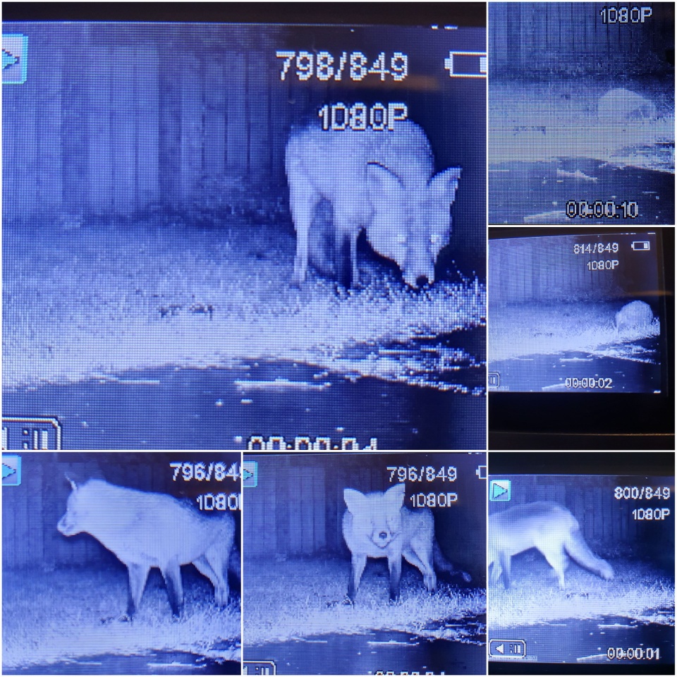 Wildlife camera. cosmosellie Blipfoto