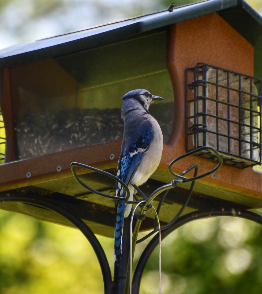 Blue Jay at the feeder | turnx3 | Blipfoto