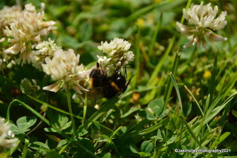 Bee in Clover | ThingsBeautiful | Blipfoto