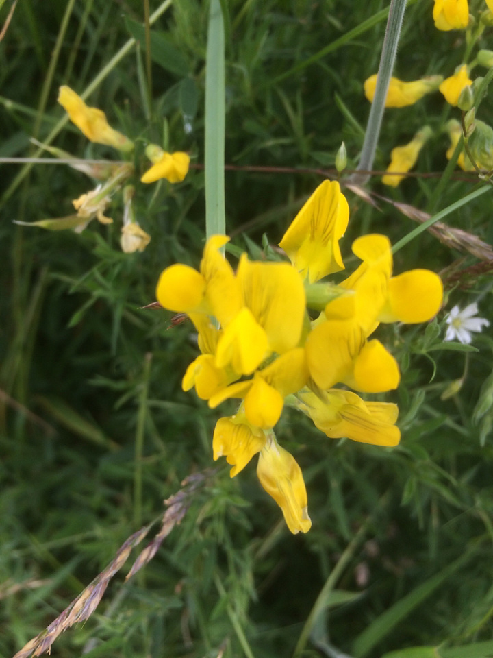 Yellow vetch | MOLOH | Blipfoto