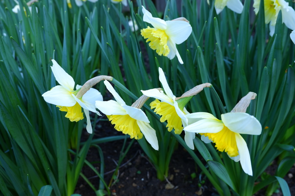 Daffodils Chas Blipfoto