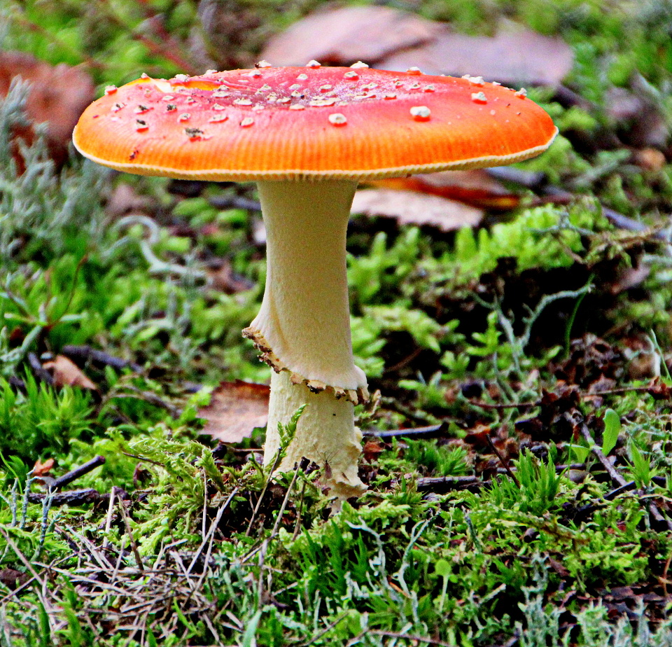 Magic Mushroom | LincolnWarrior | Blipfoto