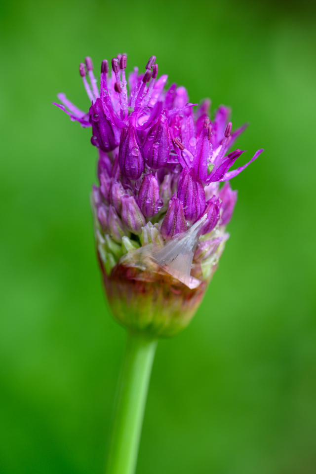 emerging-allium-nickyr-blipfoto