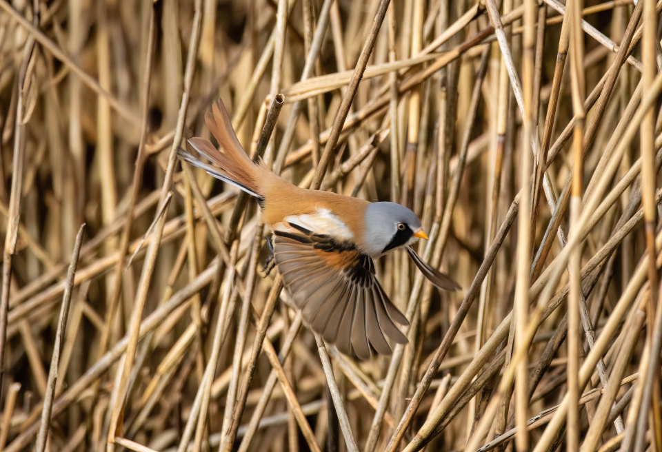 Bearded Reedling/Bearded Tit #70 | Diane2104 | Blipfoto