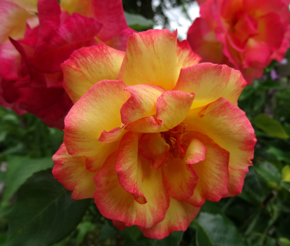 Sheila's Perfume sheilwill Blipfoto