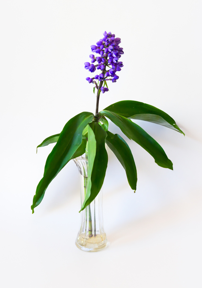 Blue Ginger jensphotos Blipfoto