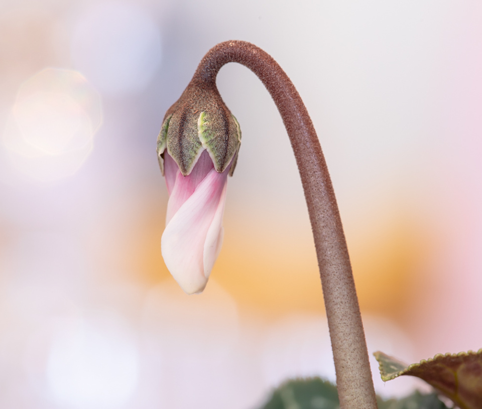 CYCLAMEN BUD Doyley22 Blipfoto